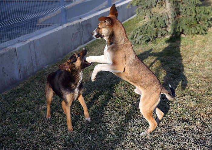 sochi-olympics-stray-dogs-469460025.jpg